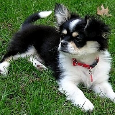 Affenhuahua