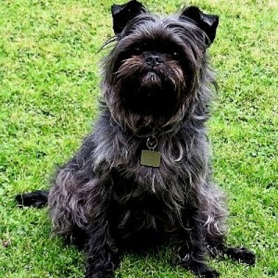 Affenpinscher