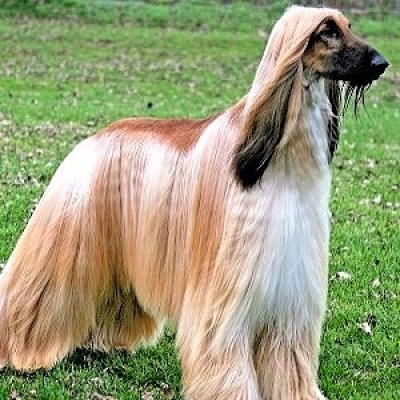 Afghan Hound