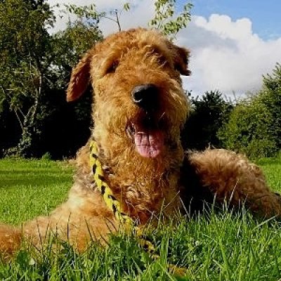 Airdale Terrier
