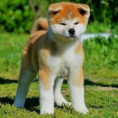 Akita Inu