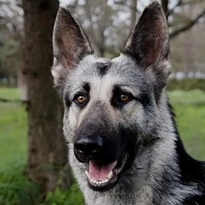 Akita Shepherd