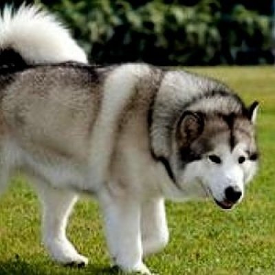 Alaskan Malamute