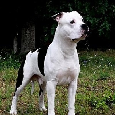 American Bulldog