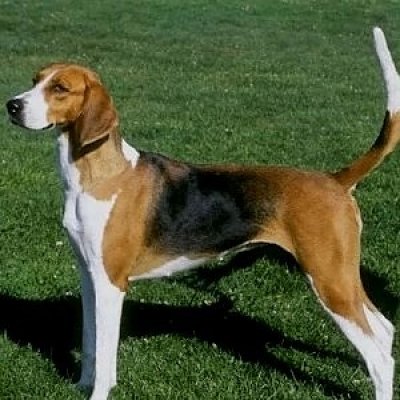 American Foxhound