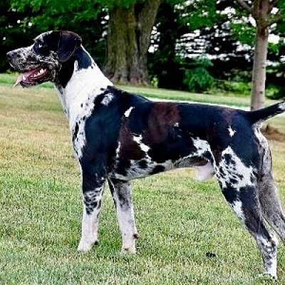 American Leopard Hound
