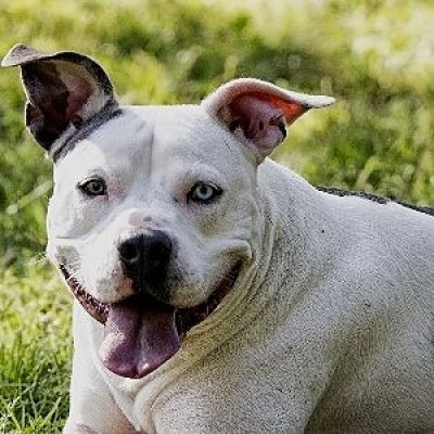 American Pitbull Terrier