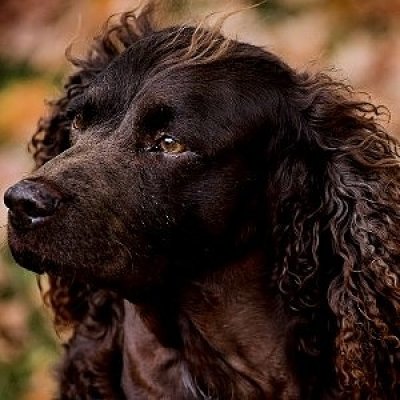 American Water Spaniel