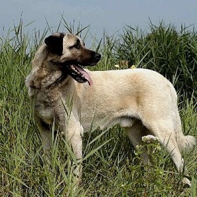 Anatolian Shepherd Dog