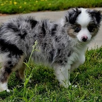 Aussiepom