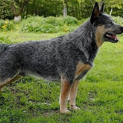 Australian Cattle Dog