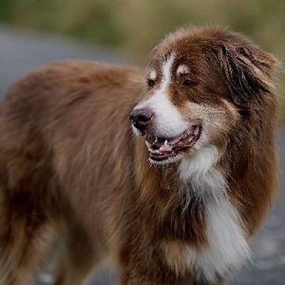 Australian Retriever