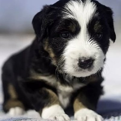 Australian Shepherd Lab Mix