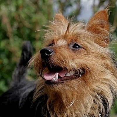 Australian Terrier