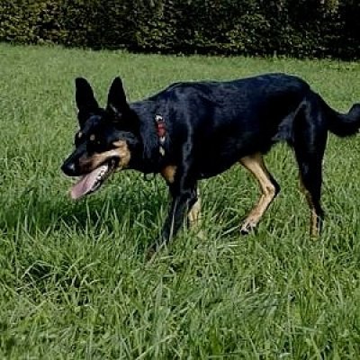 Australian Kelpie