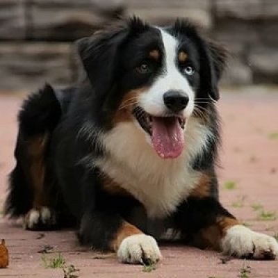 Australian Shepherd