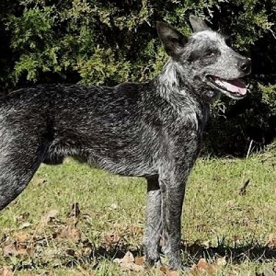 Australian Stumpy Tail Cattle Dog