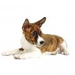 Basenji