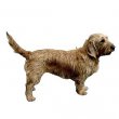 Basset Fauve de Bretagne