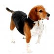 Basset Hound