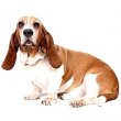 Basset Retriever