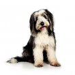 Bearded Collie