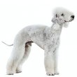 Bedlington Terrier