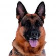 Belgian Malinois