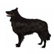 Belgian Sheepdog