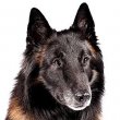 Belgian Tervuren