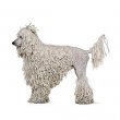 Bergamasco Sheepdog