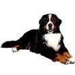 Bernese Mountain Dog