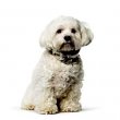 Bichon Frise