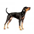 Black and Tan Coonhound