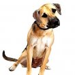 Black Mouth Cur