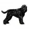 Black Russian Terrier