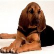 Bloodhound