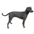 Blue Lacy