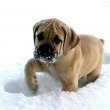 Boerboel