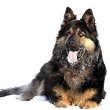 Bohemian Shepherd