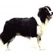 Border Sheepdog