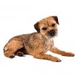 Border Terrier