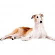 Borzoi