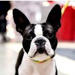 Boston Terrier