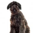 Bouvier Des Fandres