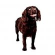 Boykin Spaniel