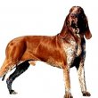 Bracco Italiano