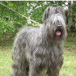 Briard