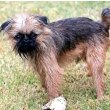 Brussels Griffon