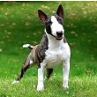 Bull Terrier